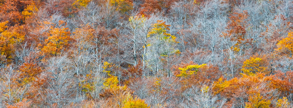 Autumn forest trees display vibrant orange and yellow foliage during seasonal transition in the outdoor wilderness, Julian Alps, Tarvisio, Friuli, Italy.