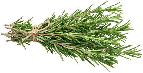 Fototapeta premium Bundle of fresh rosemary sprigs tied with twine.