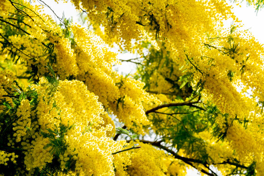 gelbe Mimose mit duftenden Bl&uuml;ten im Fr&uuml;hling, Fr&uuml;hlingsbote im Mittelmeerraum.