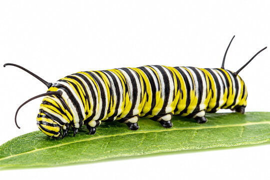 Detailed macro view of a monarch butterfly caterpillar with distinctive black, white and yellow stripes crawling on a green leaf. Natural wildlife and insect development concept