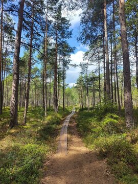 A wooden plank road in a pine tree forest. Vertical photo taken in Store Mosse Nationaal Park, Sweden.