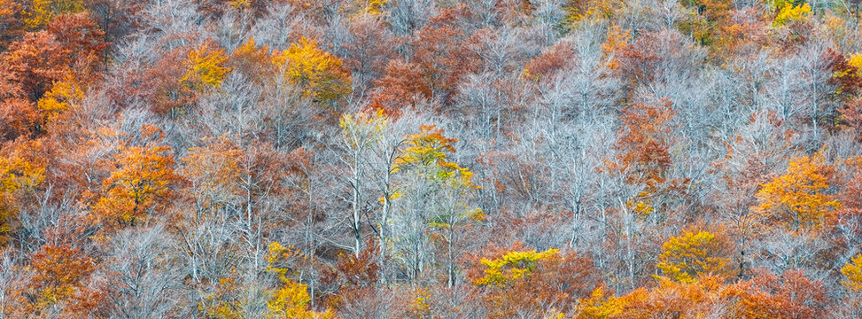 Autumn forest landscape with vibrant orange and yellow fall foliage provides an immersive, scenic nature tourism destination experience in the region of the Julian Alps, Tarvisio, Friuli, Italy.