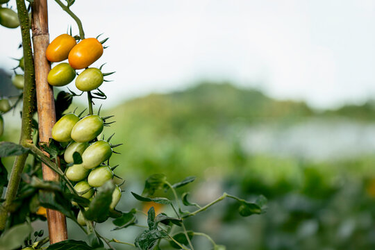 A cluster of grape tomatoes growing on a tomato vine. The fruits display different stages of ripening, with lush foliage and a softly blurred agricultural in the background.