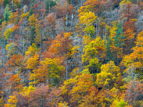 Vibrant autumn forest with deciduous trees covers the mountain slopes, representing a scenic nature tourism destination during peak fall season in the Julian Alps, Tarvisio, Friuli, Italy.
