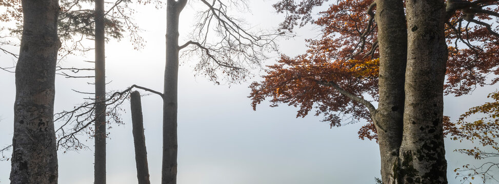 Autumn trees with colorful foliage stand in a misty forest, providing natural background copy space for this serene tourism destination, Julian Alps, Predil lake, Tarvisio, Friuli, Italy.