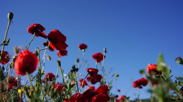 Wild red poppies bloom in a sunny meadow under a clear sky. Low angle shot focused on blossoms swaying in a gentle breeze.