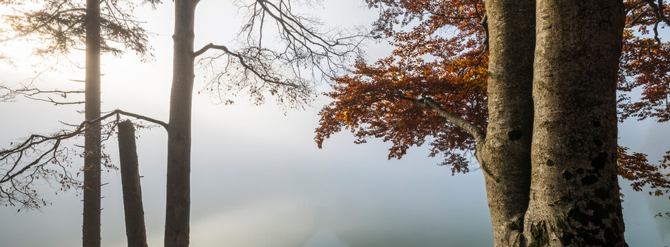 Autumn trees with colorful foliage emerge from thick morning fog over a lake offering a nature background for travel tourism, Julian Alps, Predil lake, Tarvisio, Friuli, Italy.