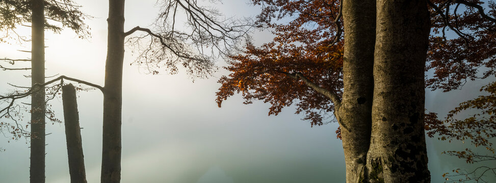 Autumn forest trees standing in thick, heavy morning mist create a serene, evocative outdoor tourism landscape for nature exploration in the Julian Alps, Predil lake, Tarvisio, Friuli, Italy.