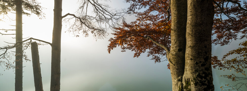 Autumn tree frames a misty lake providing negative copy space for tourism photography, highlighting this serene nature travel destination in Julian Alps, Predil lake, Tarvisio, Friuli, Italy.