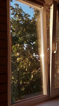 the rustling of leaves coming through an open window in the evening in the golden rays of the sun