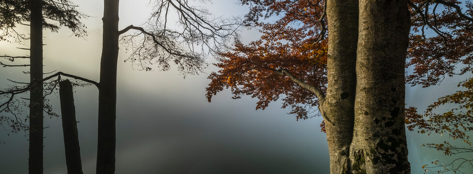 Autumn trees with orange foliage emerge from morning mist over a lake, providing nature tourism copy space for outdoor exploration in the Julian Alps, Predil lake, Tarvisio, Friuli, Northern Italy.