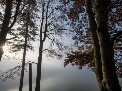 Autumn forest trees frame a foggy lake landscape, providing a serene nature tourism destination for outdoor exploration in the Julian Alps, Predil lake, Tarvisio, Friuli, Italy. Quiet area.