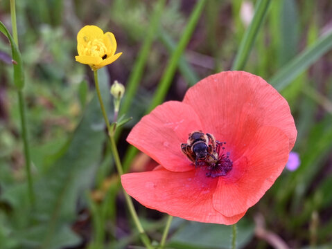 Deux fleurs, deux insectes