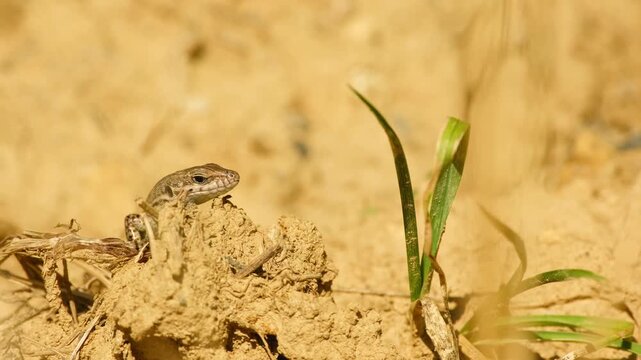 A common wall lizard basks in the warm sunlight, briefly closing its eyes as it soaks up the heat.