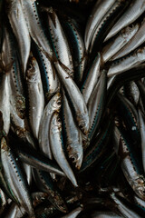 Obraz premium Silver sardines