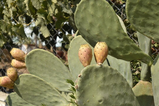 Ripe orange prickly pear cactus fruits on a plant pad under bright summer sunlight, opuntia 