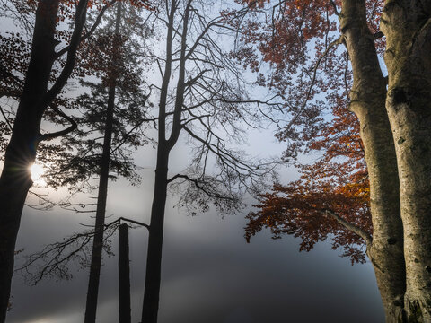 Autumn forest trees with vibrant fall foliage emerge from deep morning mist, creating a serene nature and tourism destination experience in Julian Alps, Predil lake, Tarvisio, Friuli, Italy.