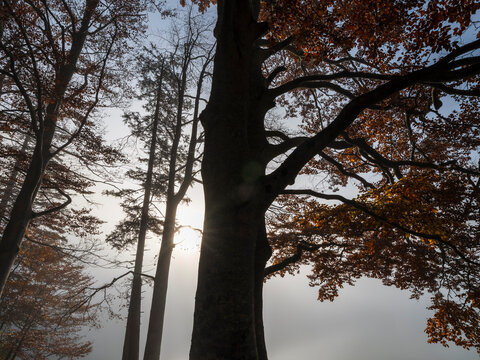 Autumn trees silhouetted against bright sunlight in a foggy mountain forest, highlighting vibrant tourism and outdoor exploration within the Julian Alps, Predil lake, Tarvisio, Friuli, Italy