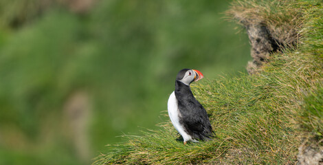 Obraz premium An Atlantic puffin with a colorful beak standing on a grassy cliff in Vestmannaeyjar, Iceland during a summer road trip.