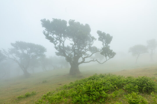 Crooked Laurel trees in the fog, Madeira Portugal