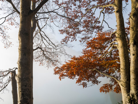 Autumn forest foliage with vibrant orange leaves in a misty mountain landscape, nature tourism destination for outdoor exploration, Julian Alps, Predil lake, Tarvisio, Friuli, Italy, Europe.