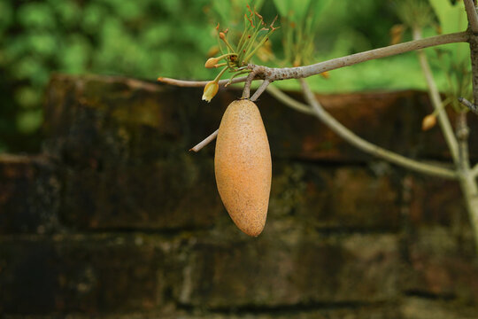 Sapodilla fruit hanging from branch