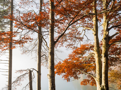 Autumn beech trees with orange leaves stand in a misty mountain forest as a calm tourism destination for outdoor nature exploration, in Julian Alps, Predil lake, Tarvisio, Friuli, Italy.