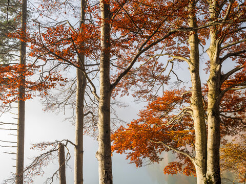 Autumn trees with vibrant orange foliage in the misty landscape, an ideal travel and tourism nature destination for seasonal exploration in Julian Alps, Predil lake, Tarvisio, Friuli, Italy.