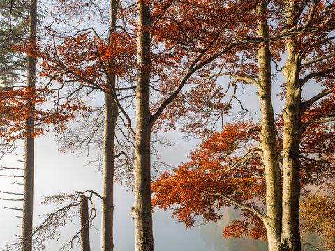 Autumn forest with vibrant red foliage creates a tranquil tourism background for nature exploration near misty waters in Julian Alps, Predil lake, Tarvisio, Friuli, Italy, with clear copy space.