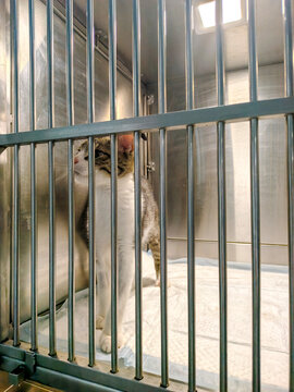 Tabby and white cat standing inside a metal veterinary cage at a clinic
