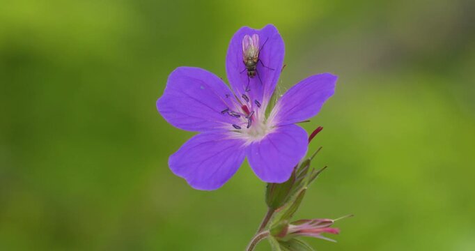 4k video; Close up of purple Woodland geranium (Geranium sylvaticum) flower swaying gently in the wind with a Housefly (Musca domestica) walking across the petals, Norway