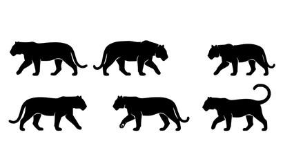Fototapeta premium Tiger Animal Walking Outline and Silhouette Vector Set