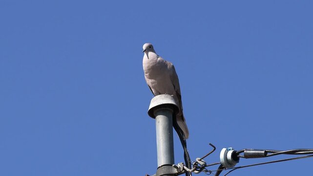 Eurasian collared dove (Streptopelia decaocto) singing on a pole under a blue summer sky