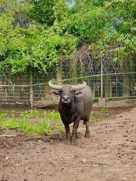 Asian water buffalo with large horns standing in muddy zoo enclosure