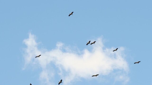 White stork flock gliding across blue sky during autumn migration, Ciconia, ciconia