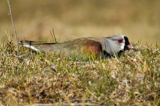 Southern lapwing (Vanellus chilensis) brodding on grassland, Patagonia, pampas of southern Argentina