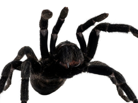 Close-up of a large, dark, hairy tarantula spider on a plain white background