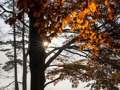 Autumn nature landscape, bright sunrays filtering through golden beech tree foliage, glowing in forest, tranquil travel tourism destination, the Julian Alps, Predil lake, Tarvisio, Friuli, Italy.