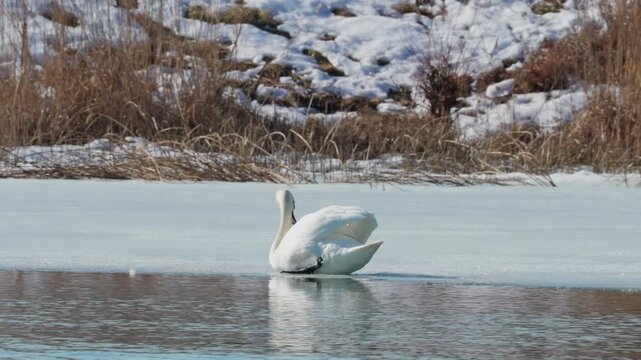 Mute swan Cygnus olor resting on ice at the water's edge. White bird lying near dry grass and snow in a serene winter nature landscape.