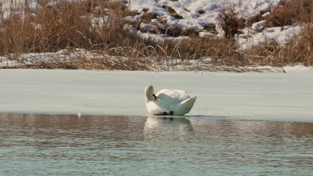 Mute swan Cygnus olor resting on ice at the water's edge. White bird lying near dry grass and snow in a serene winter nature landscape.