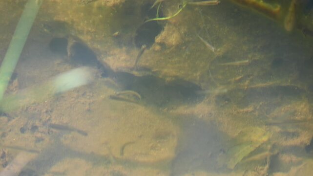 Tiny small fish swimming in murky shallow pond water. Green aquatic plant stems cut through the left side, while sunlight creates soft highlights across the silty water, casting dark shadows around.