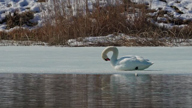 Mute swan Cygnus olor resting on ice at the water's edge. White bird lying near dry grass and snow in a serene winter nature landscape.