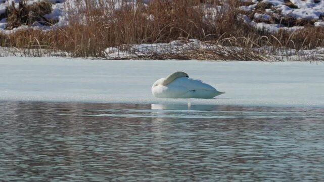 Mute swan Cygnus olor resting on ice at the water's edge. White bird lying near dry grass and snow in a serene winter nature landscape.