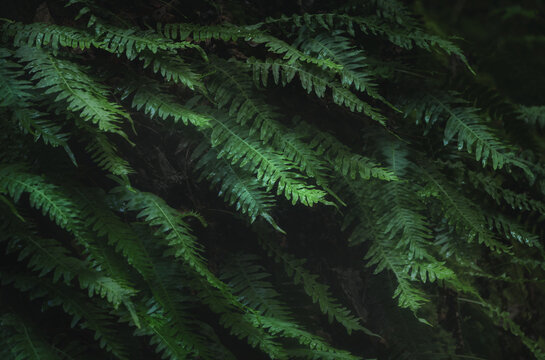 Fern leaves in nature. Forest plants in a dreamy pattern on the dark shadowy background.