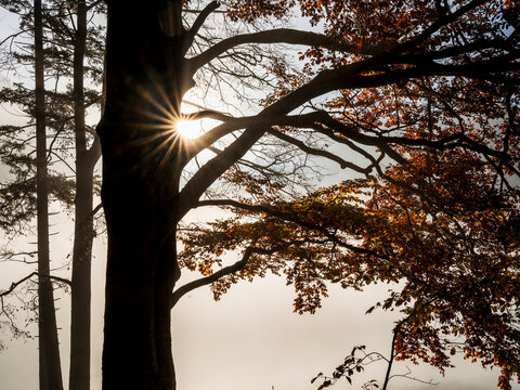 Autumn trees with sunburst backlight in a misty forest landscape evoke calm nature tourism, peace, tranquility and outdoor exploration. Julian Alps, Predil lake, Tarvisio, Friuli, Italy....