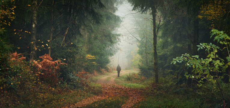 Hiker walking on a path in the majestic beauty of a misty autumn forest towards the fog in the distance