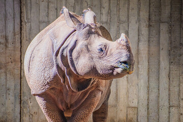 White rhinoceros, also known as the white rhino or square-lipped rhinoceros (Ceratotherium simum) © Alberto Giron 