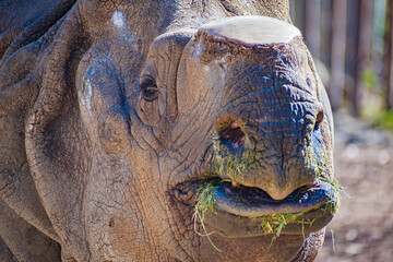 Indian rhinoceros (Rhinoceros unicornis) © Alberto Giron 