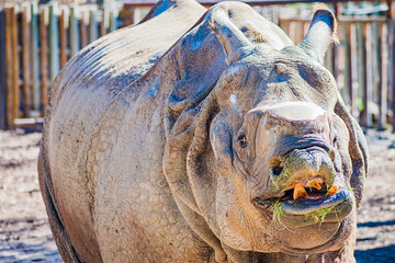 Indian rhinoceros (Rhinoceros unicornis) © Alberto Giron 