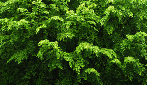 Natural pattern of beautiful beech tree branches standing out from the background